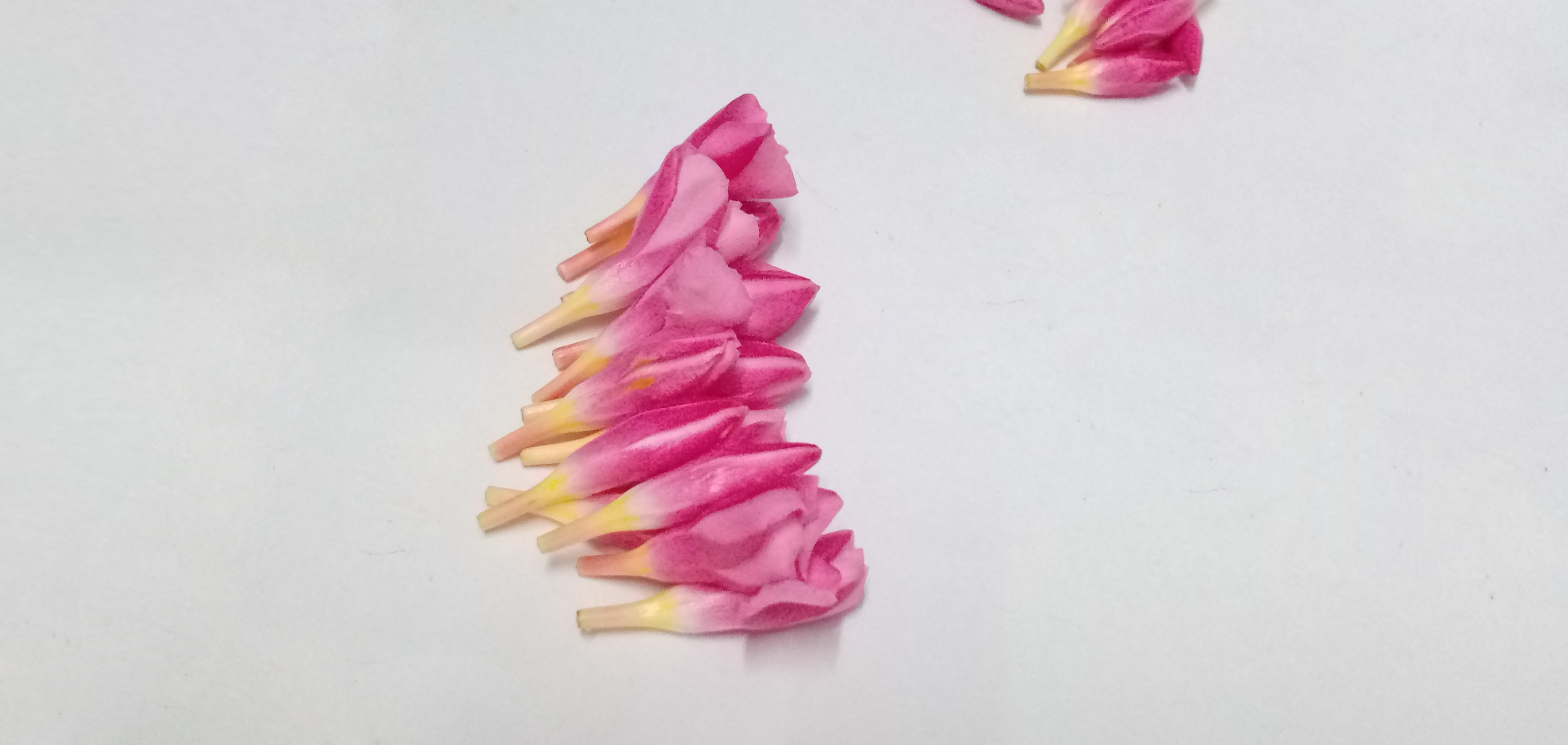 Ganneru / Oleander  flowers